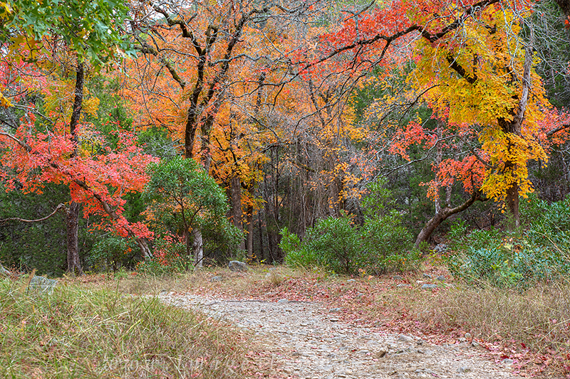 Lost%20Maples%20-%20November%20Stroll%202%20|%20Lost%20Maples%20State%20Park%20|%20Images%20from%20Texas